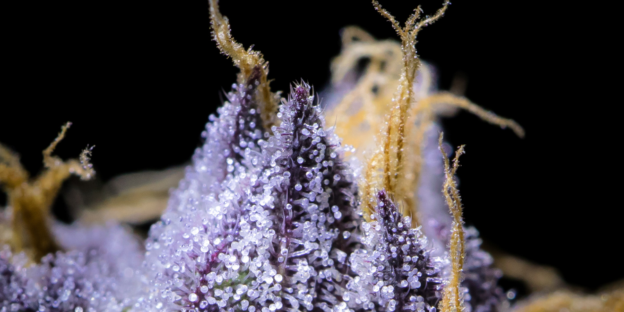 SHOULD YOU CONSIDER WORKING IN THE CANNABIS INDUSTRY?